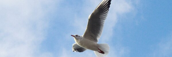 Novakenstein Profile Banner