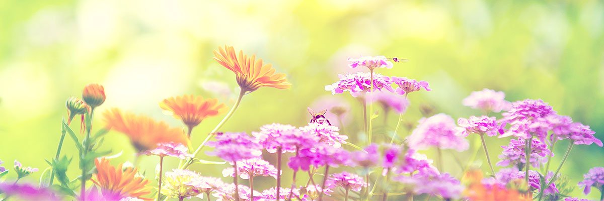 Bailey 🐼🦄 banner