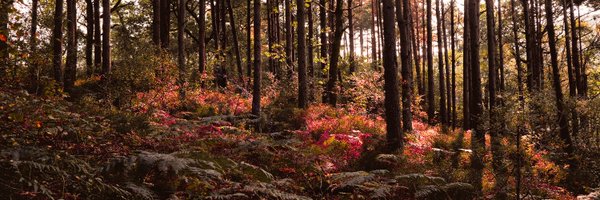 antonyzacharias Profile Banner