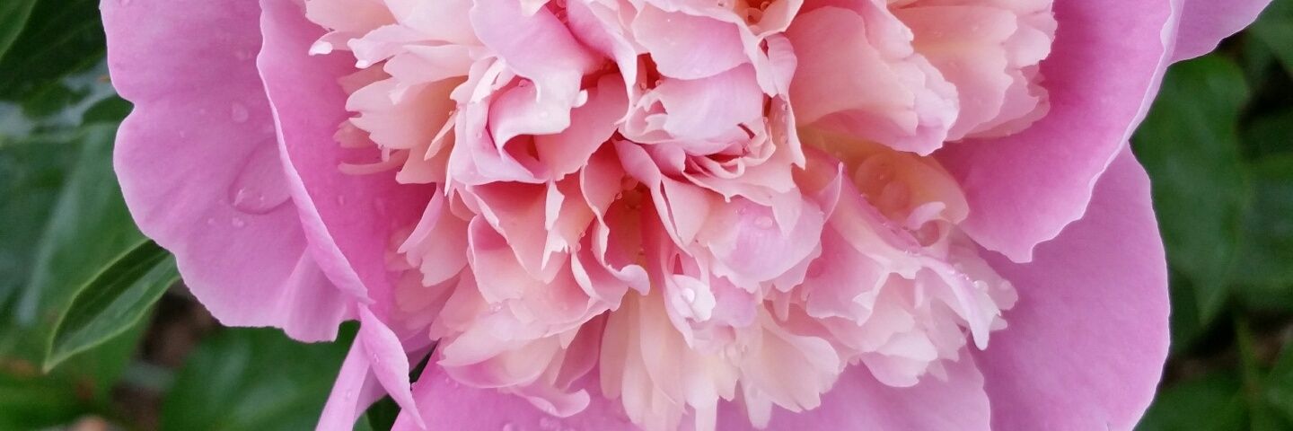 Brenda Satterfield banner