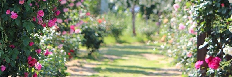 Bird_Calling_'s profile banner image