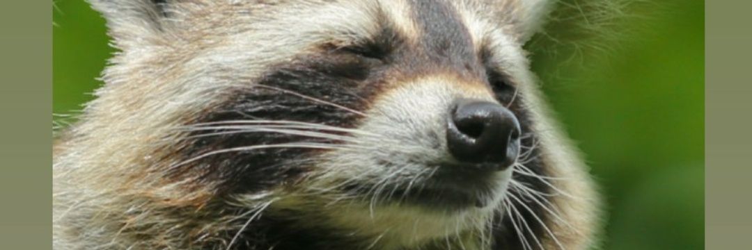 TheLazy0's profile banner image