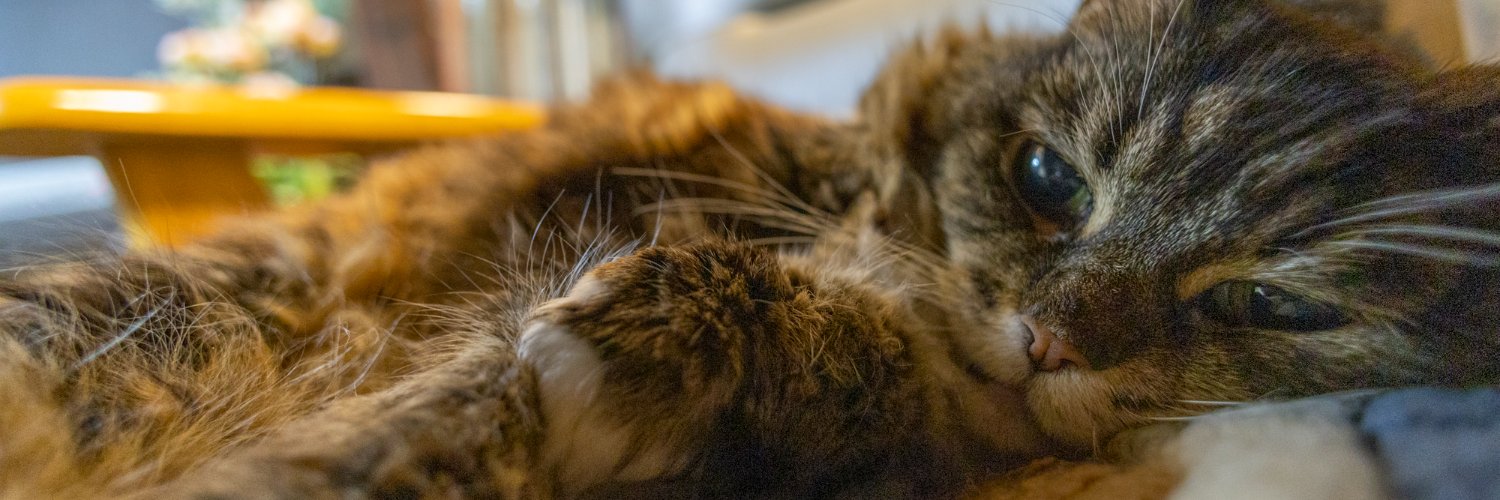 くーすい/古翠@府中の蹄跡/跡-05 banner