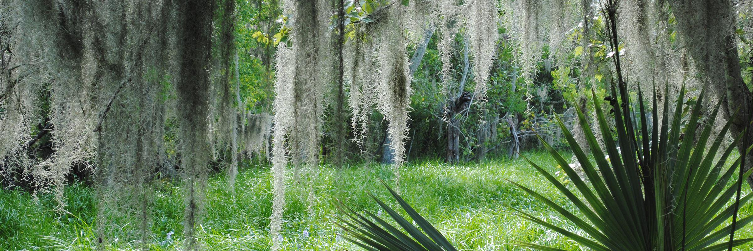 JeanLafitteNPS banner