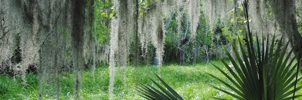 JeanLafitteNPS Profile Banner