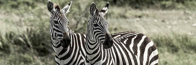 zabrezebra's profile banner image