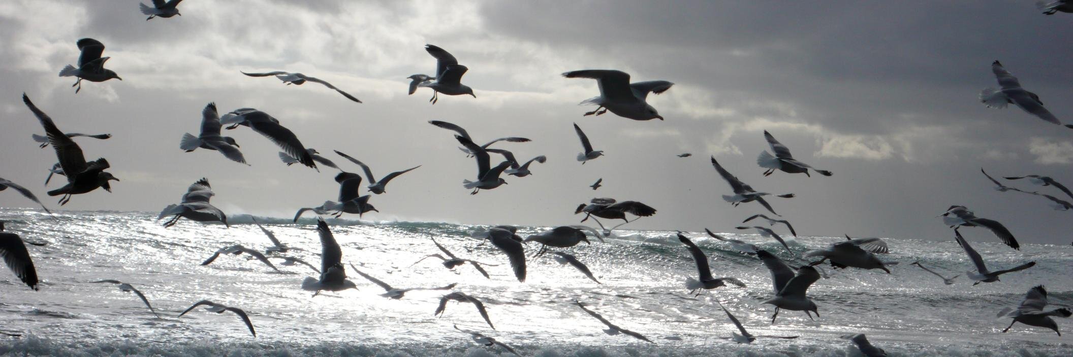 Chanuki Illushka Seresinhe, PhD banner