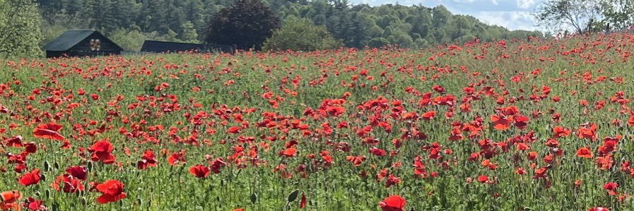 Senta Scarborough banner