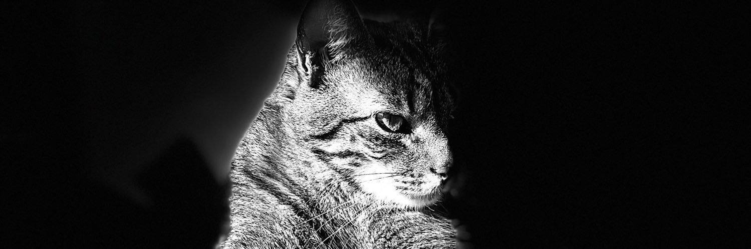 ZulmaAlejandraQ's profile banner image