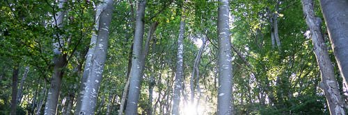 Debra Zuppinger-D banner