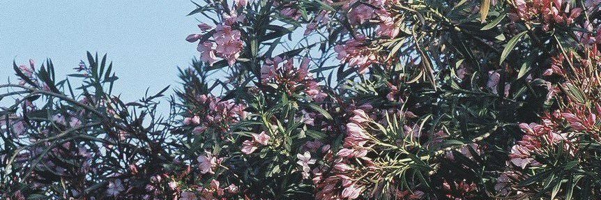 da_dolbaeb's profile banner image