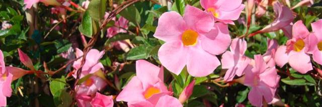 GLNURSERY's profile banner image