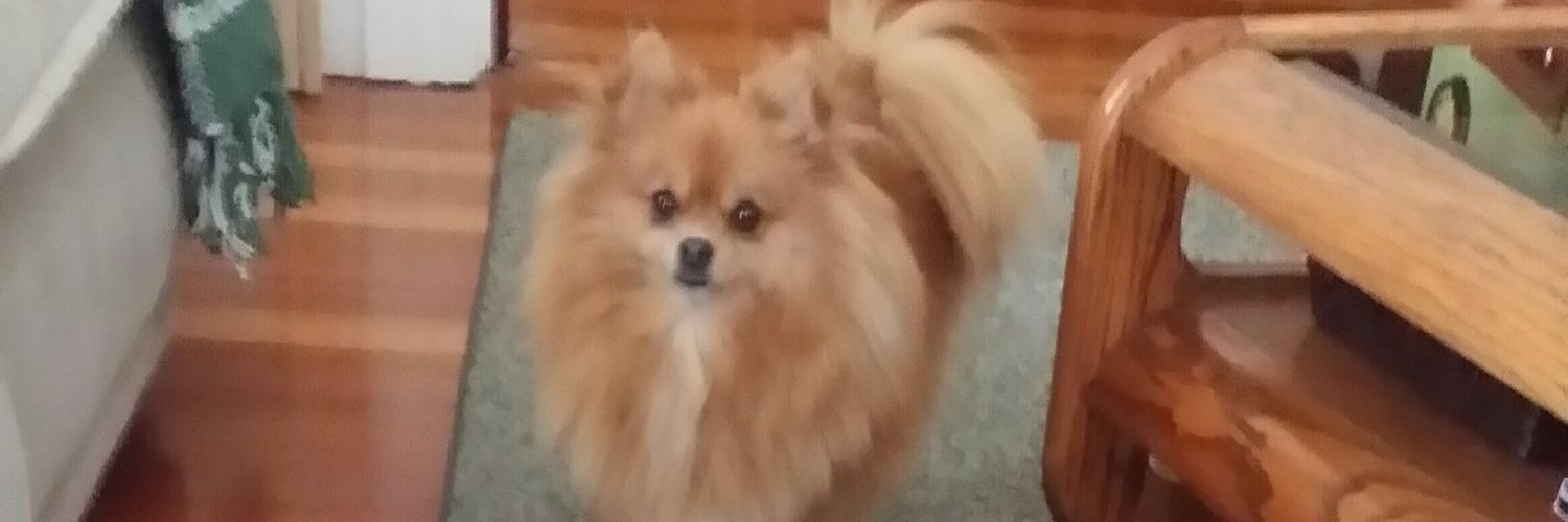 Adelino Camara banner