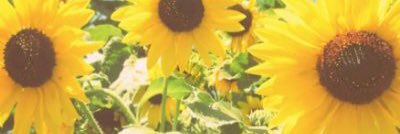 aloveablebee's profile banner image