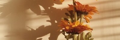 haliegeiser14's profile banner image