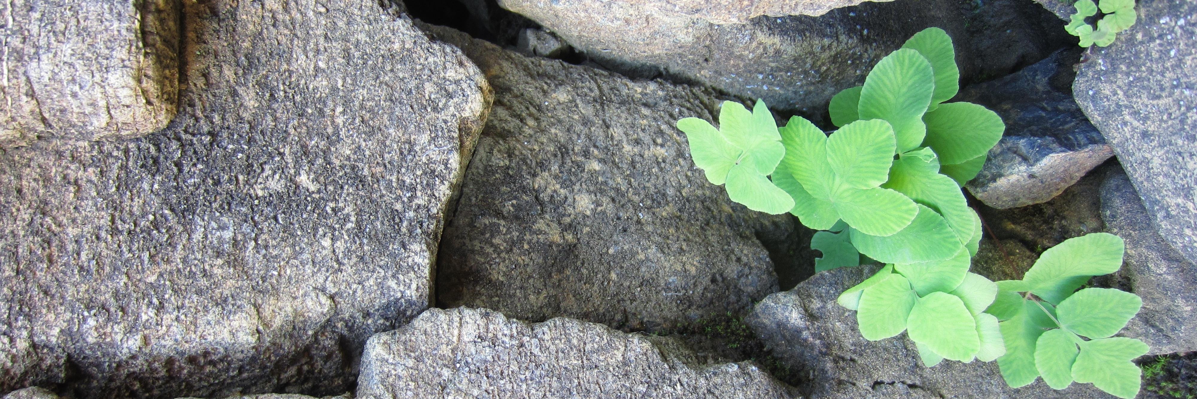 Crista Burnett banner