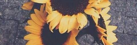 styles_roxette's profile banner image