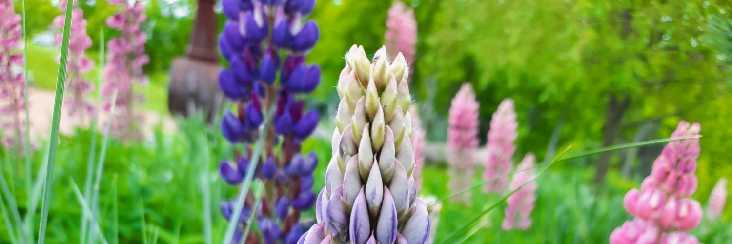 VioletRayven24's profile banner image
