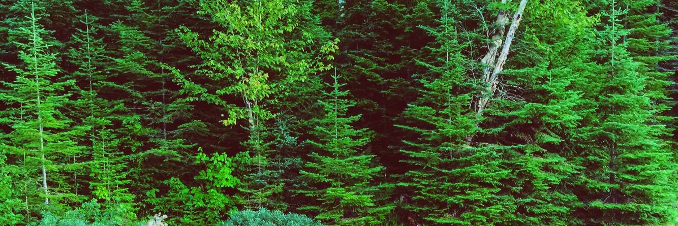 Marc-Andre banner
