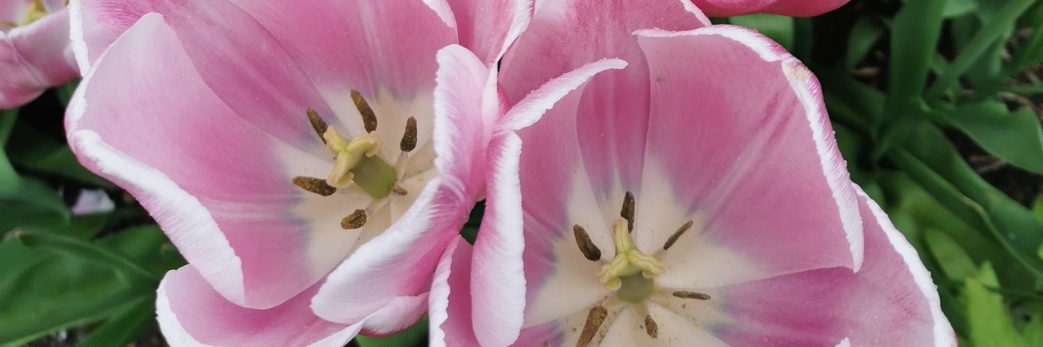 LBrookes's profile banner image