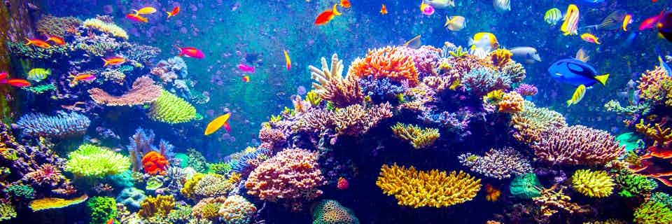 orange__fish's profile banner image