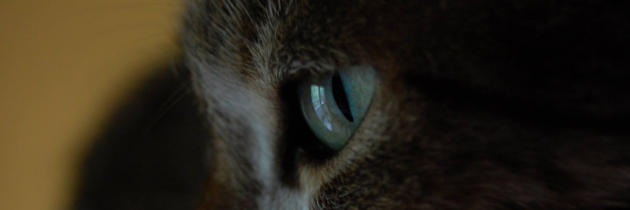 economeow's profile banner image
