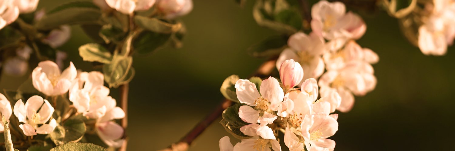 Melvascoco's profile banner image