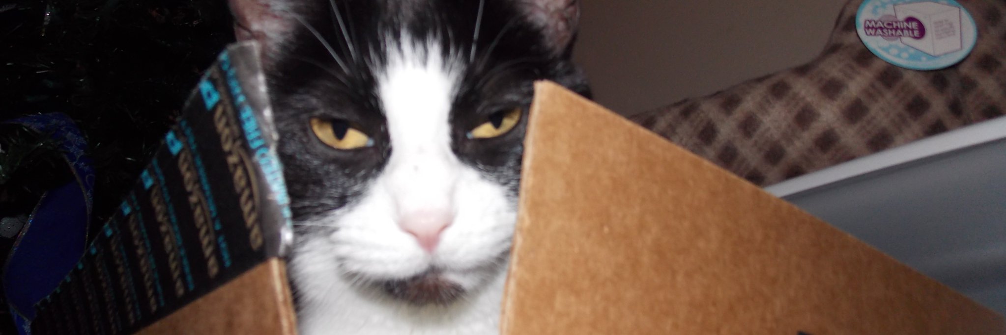 BunnyWhitby's profile banner image