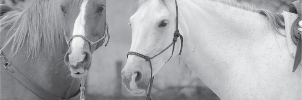 OneStopEquine Profile Banner