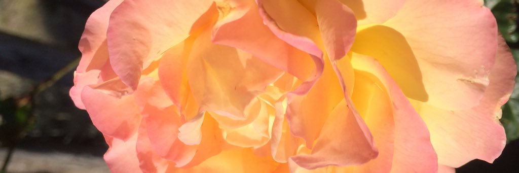 LisaAMenking's profile banner image