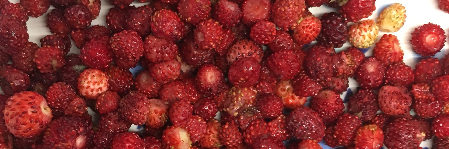 Vera Ehrenstein banner