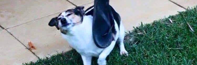 FuckFaceOnline's profile banner image