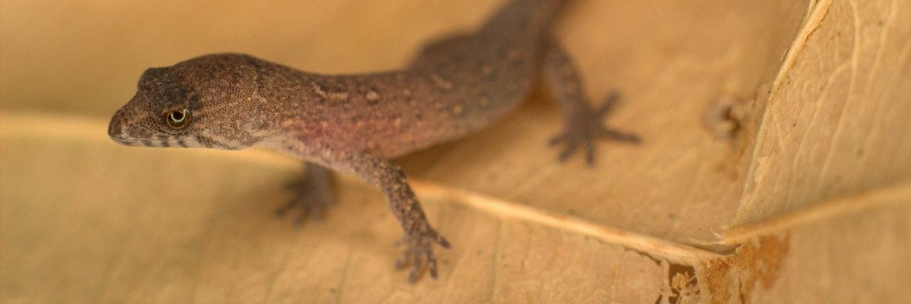 Gecko_Girl banner