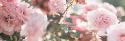 YEC__B's profile banner image