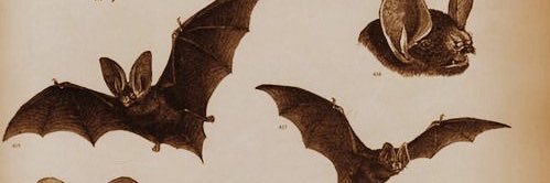 RayannaKay's profile banner image