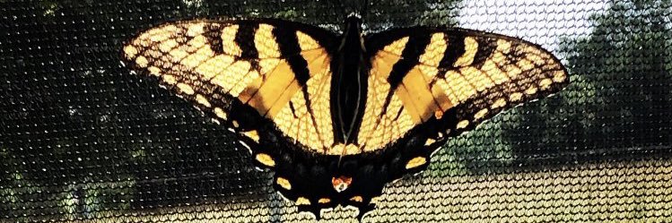 Jessica Carberry banner