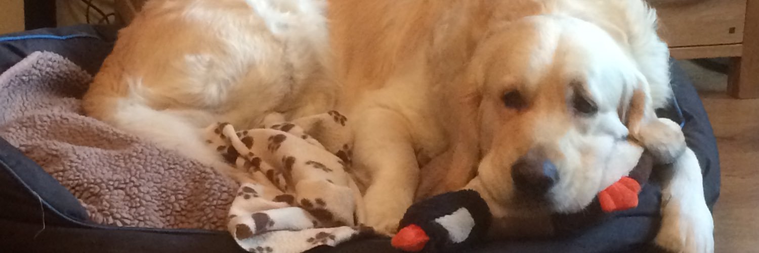 dububiscuit's profile banner image