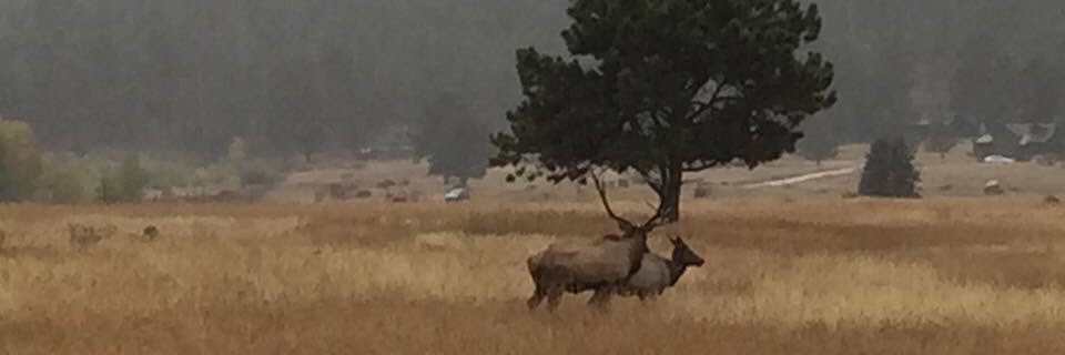 Dianne Bennett (she/her) 🌻 banner