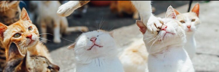 heihei_shou's profile banner image