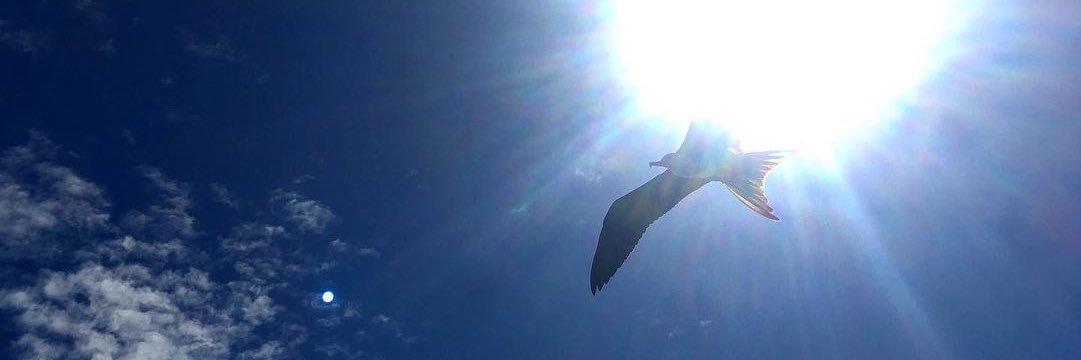 darci_bleeman banner