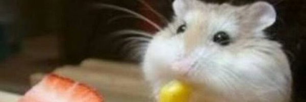 hamster8hamster Profile Banner