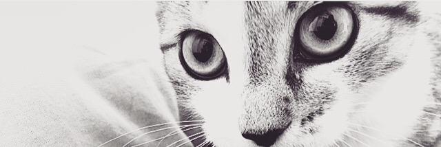 LieselotteRadet's profile banner image