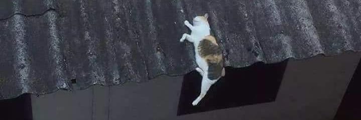 para-raio de doido banner