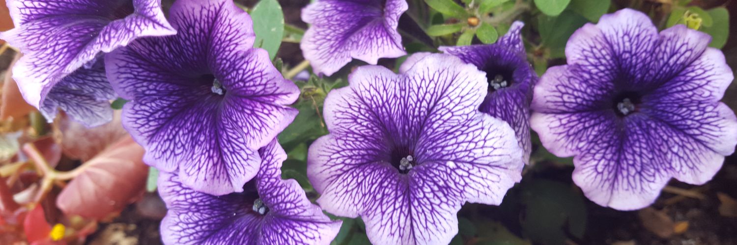 Christinaleavo2's profile banner image
