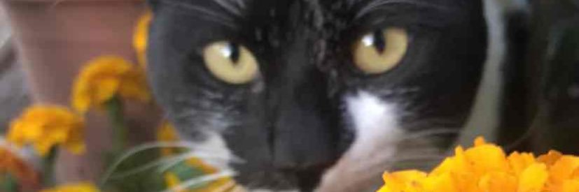 BrendaBadilloG's profile banner image
