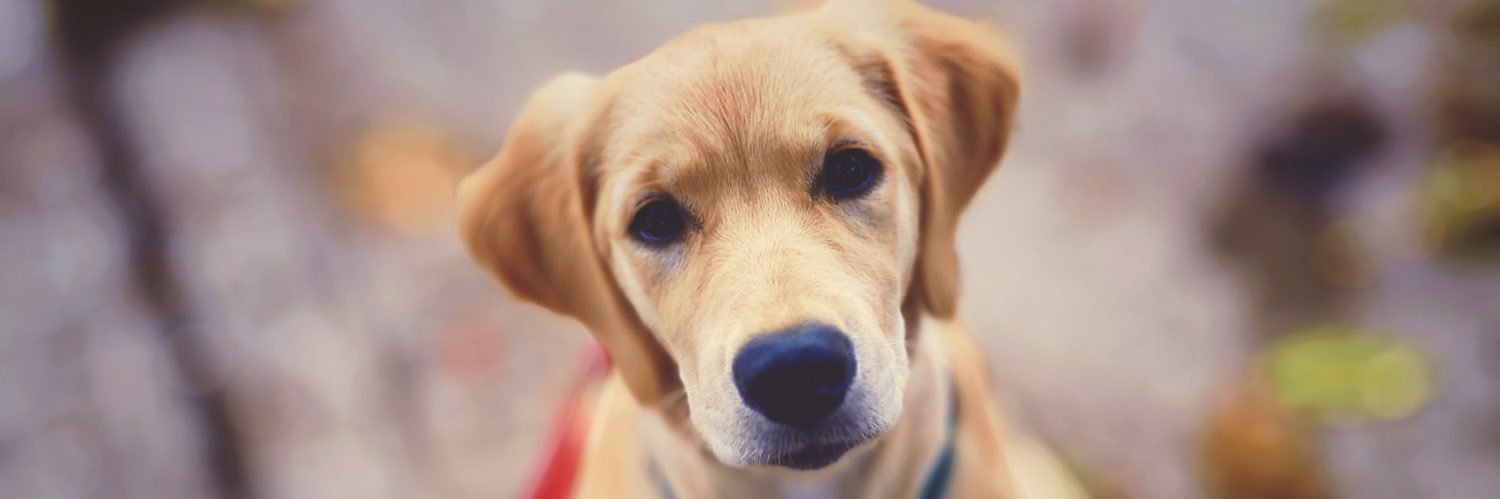 Bretton MacLean banner