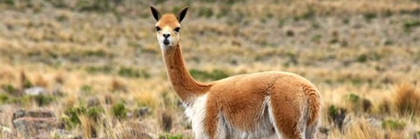 PeruAlpaca1's profile banner image
