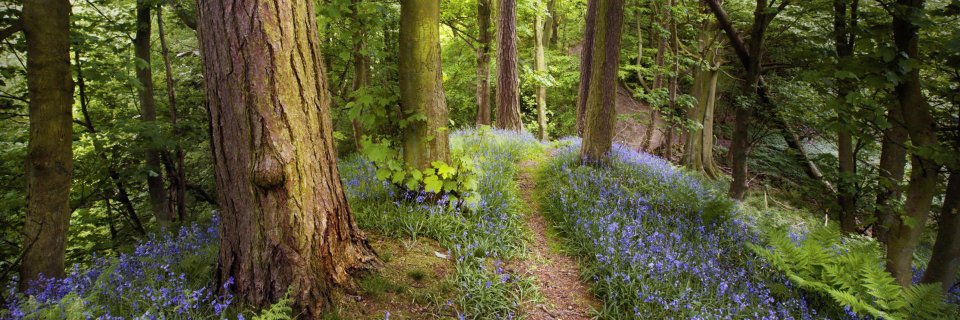 Maggi MacGregor banner