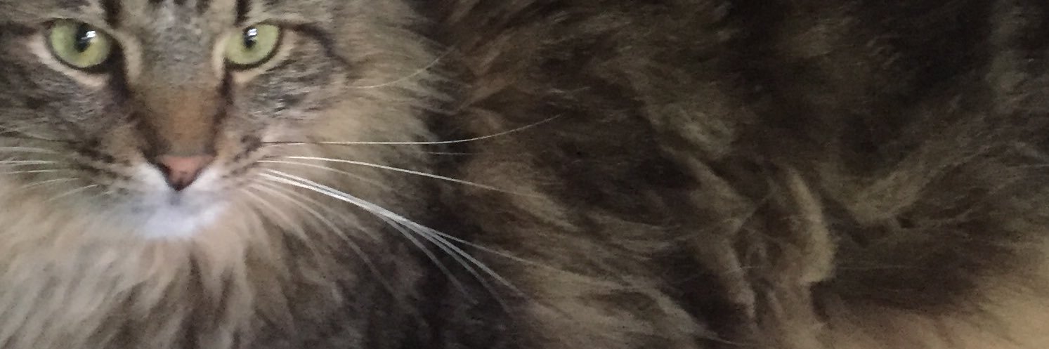 friendlywombat's profile banner image