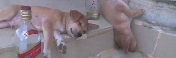 TheBrunoLol banner